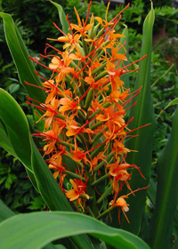 Hedychium coccineium 'Tara'